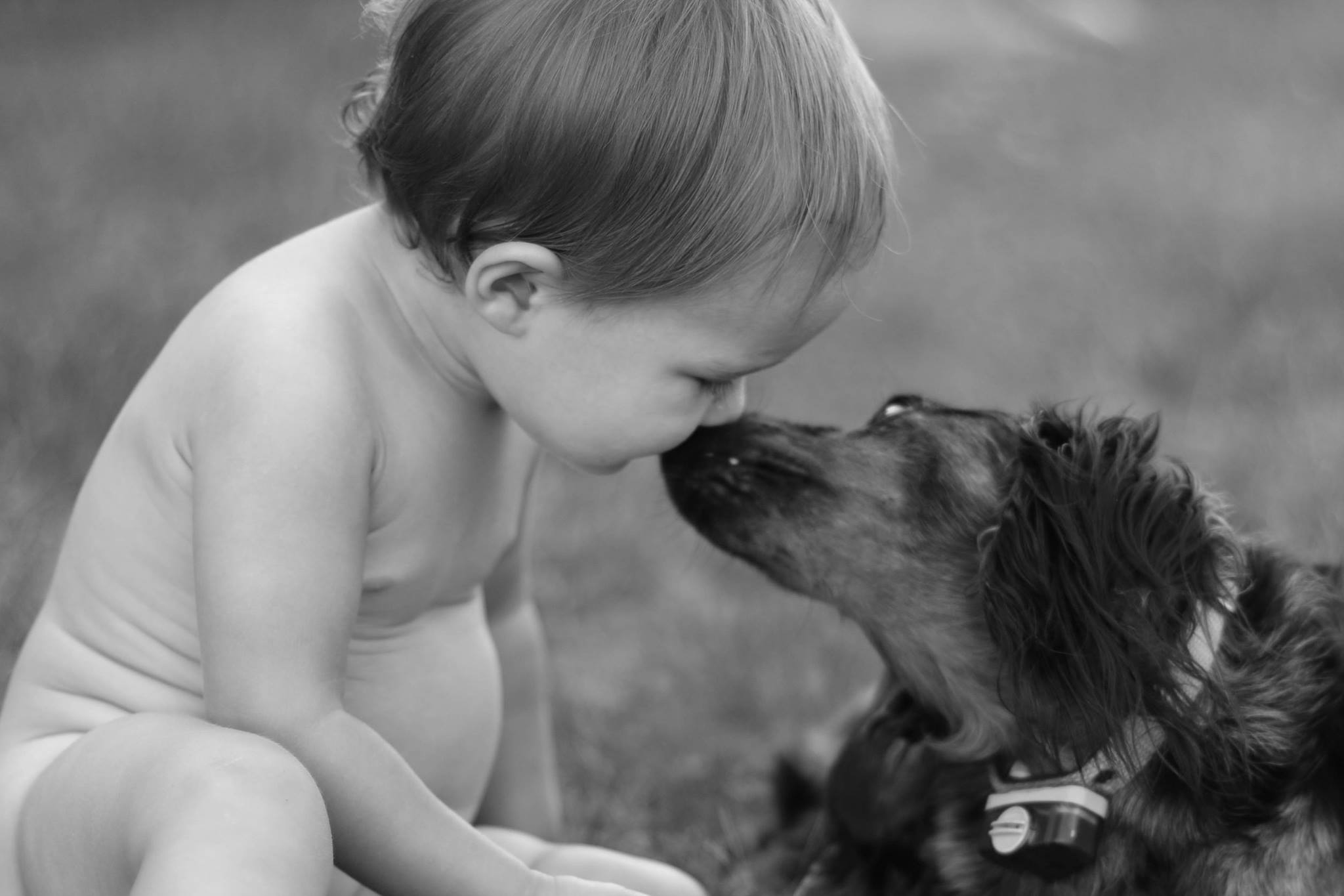 A little one nose-to-nose with the family dachshund