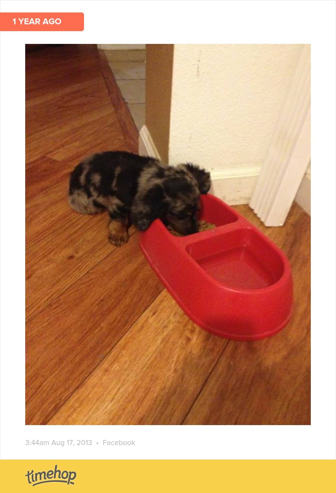 Beau as a dapple puppy eating from his bowl