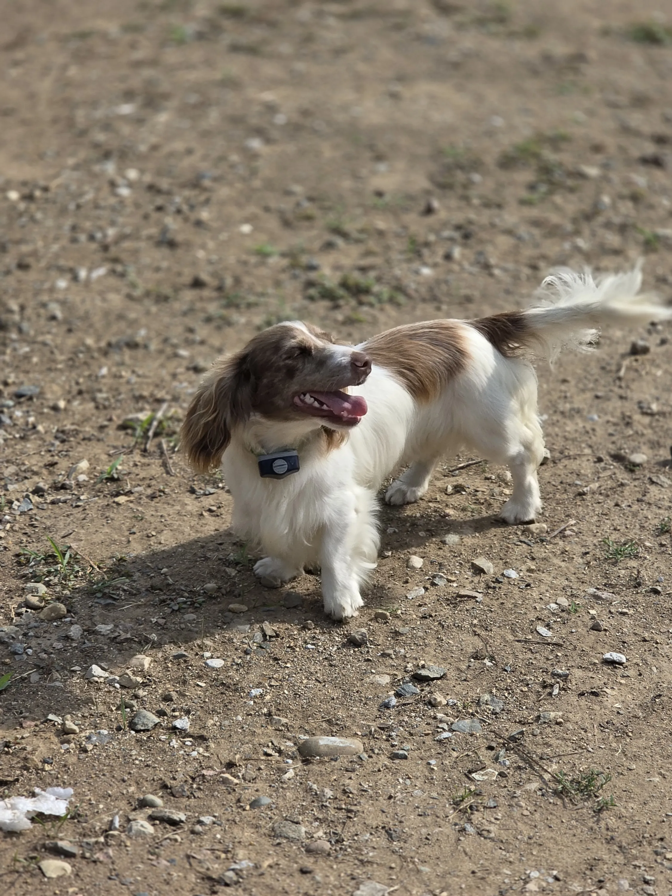 Long-haired dachshund on the farm