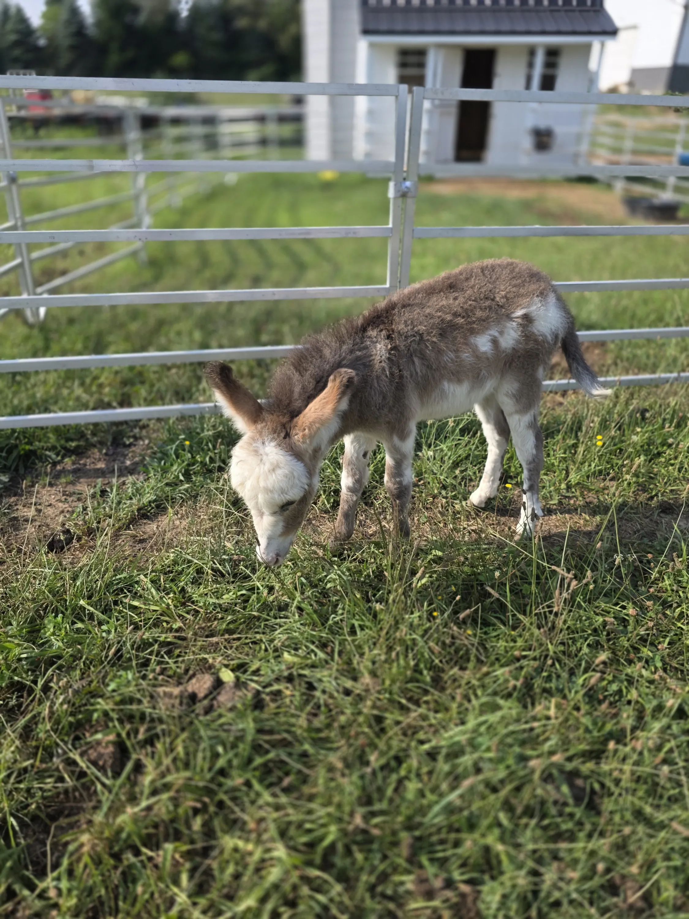 Baby mini donkey grazing