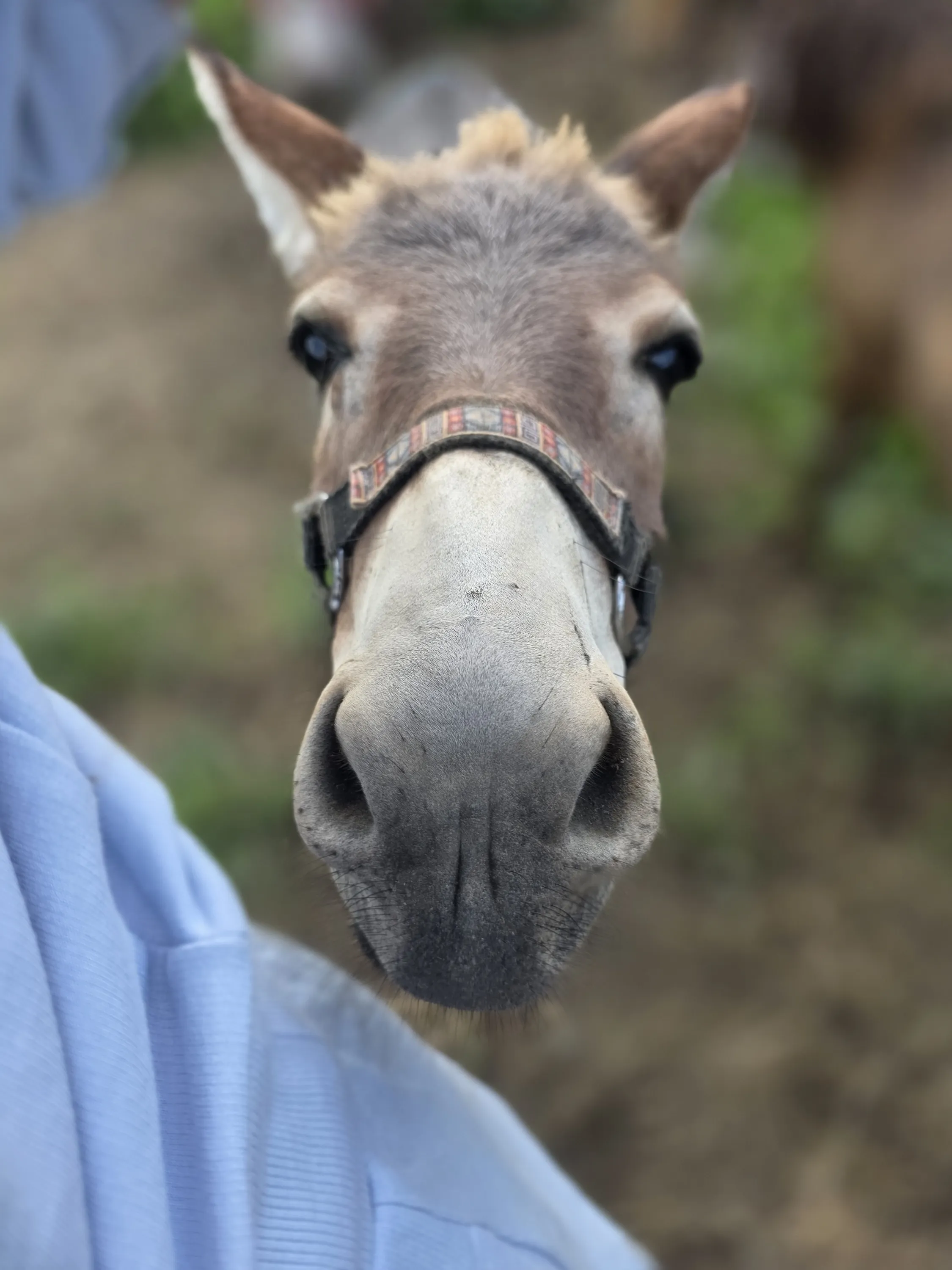 Close up of a mini donkey's nose