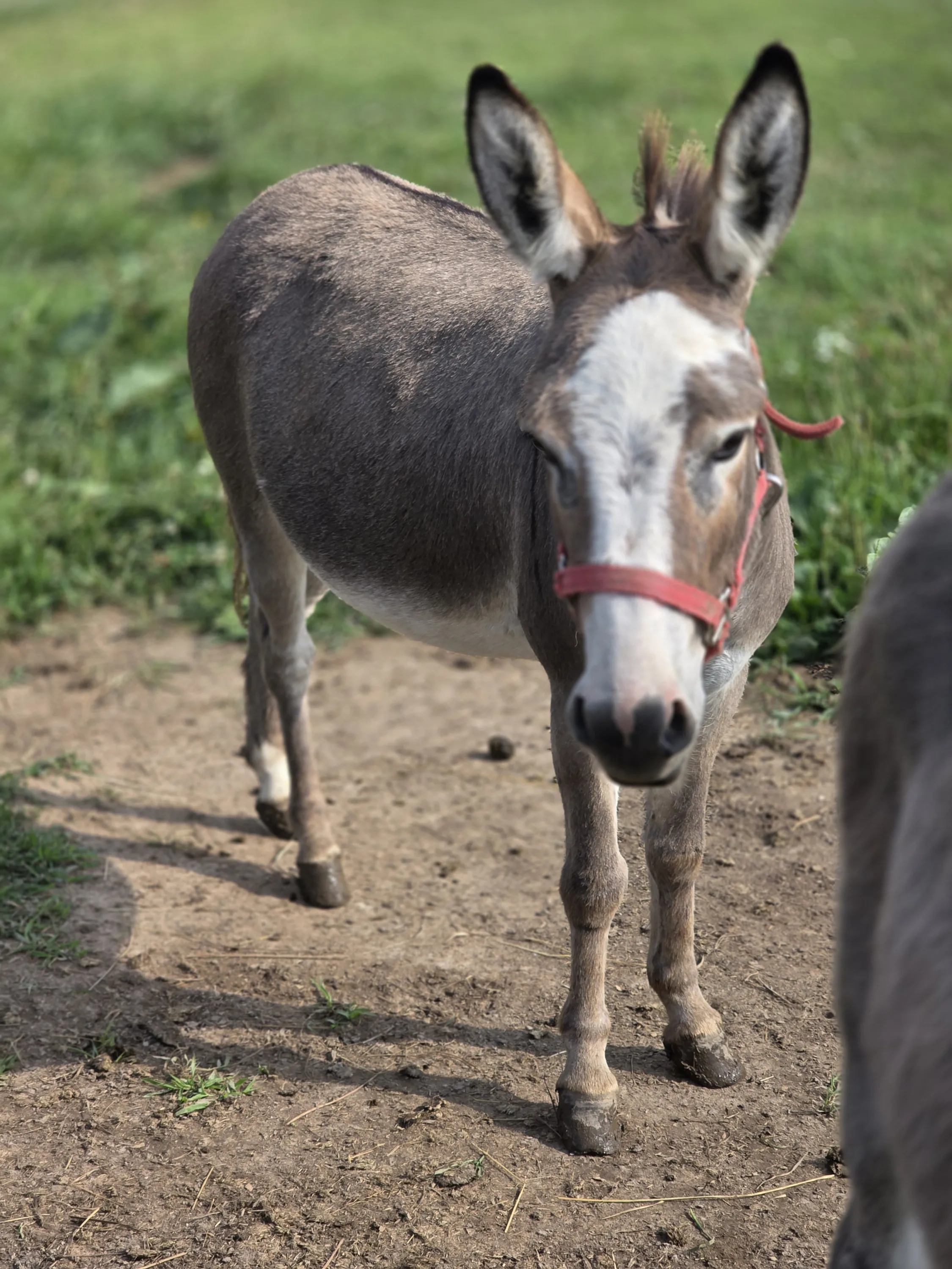 Mini donkey wearing a red halter