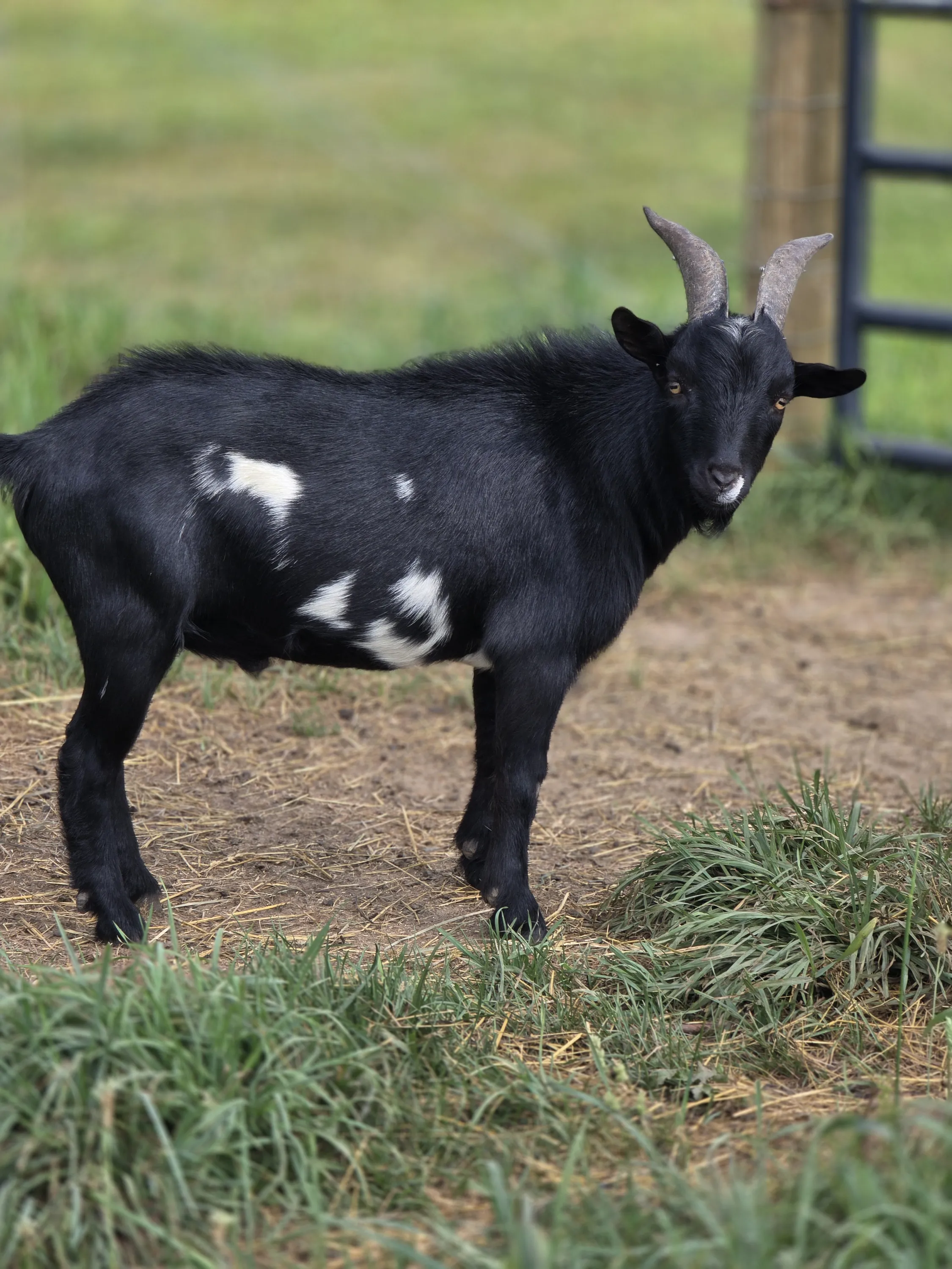 Black and white goat in the pasture