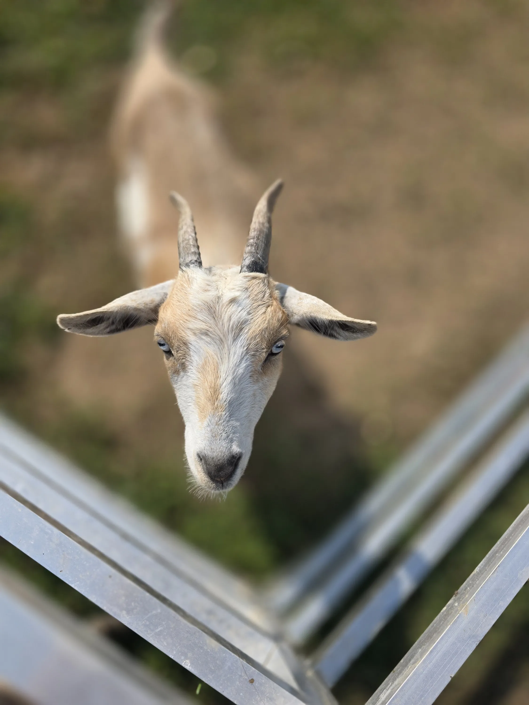 Nigerian Dwarf goat with striking blue eyes