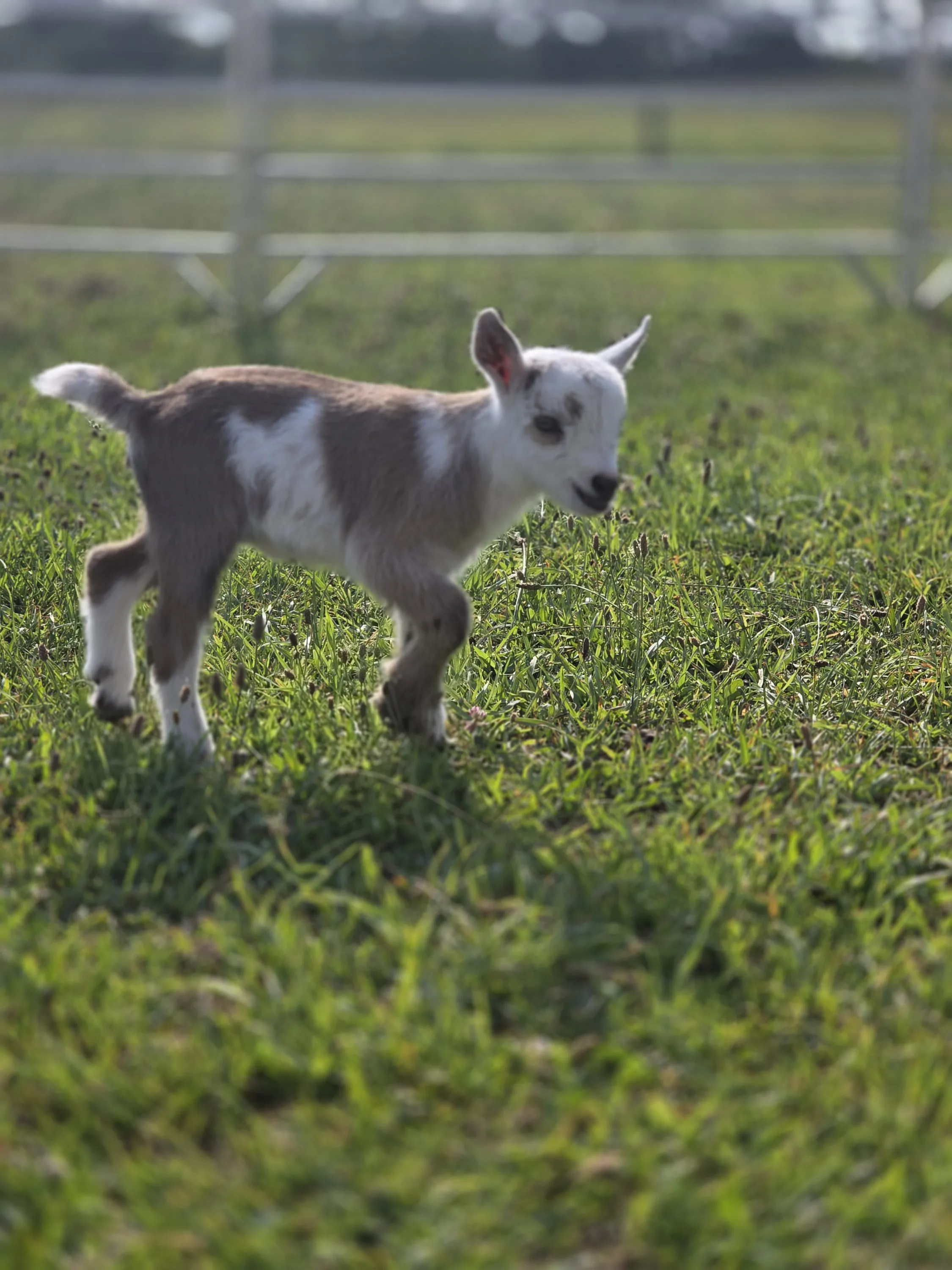 A young goat kid in the grass