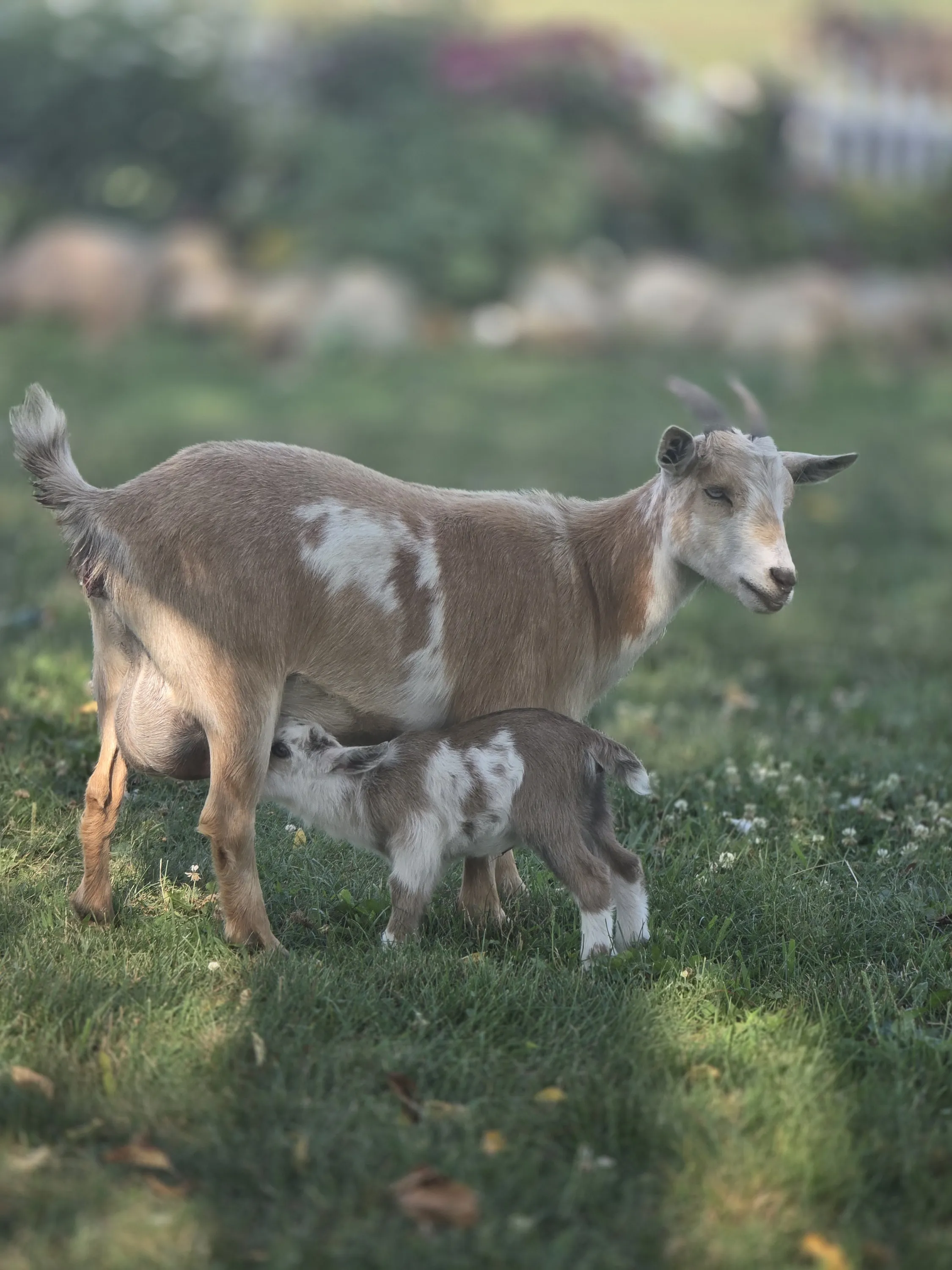Mama goat nursing her kid in the pasture